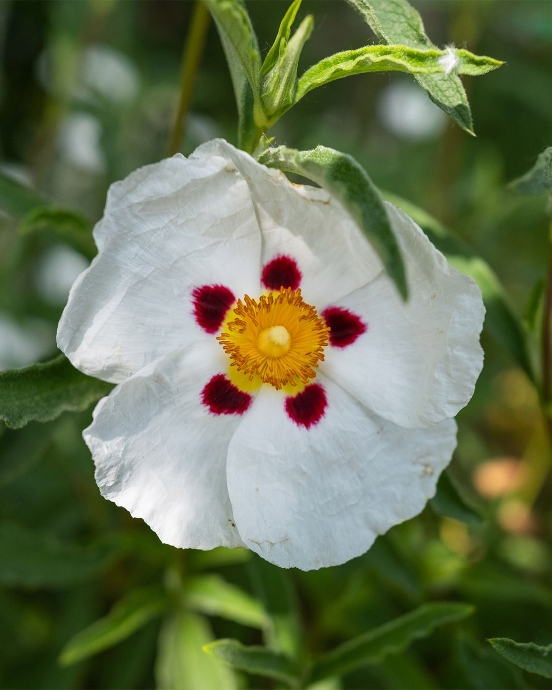 Cistus × purpureus ‘Alan Fradd’
