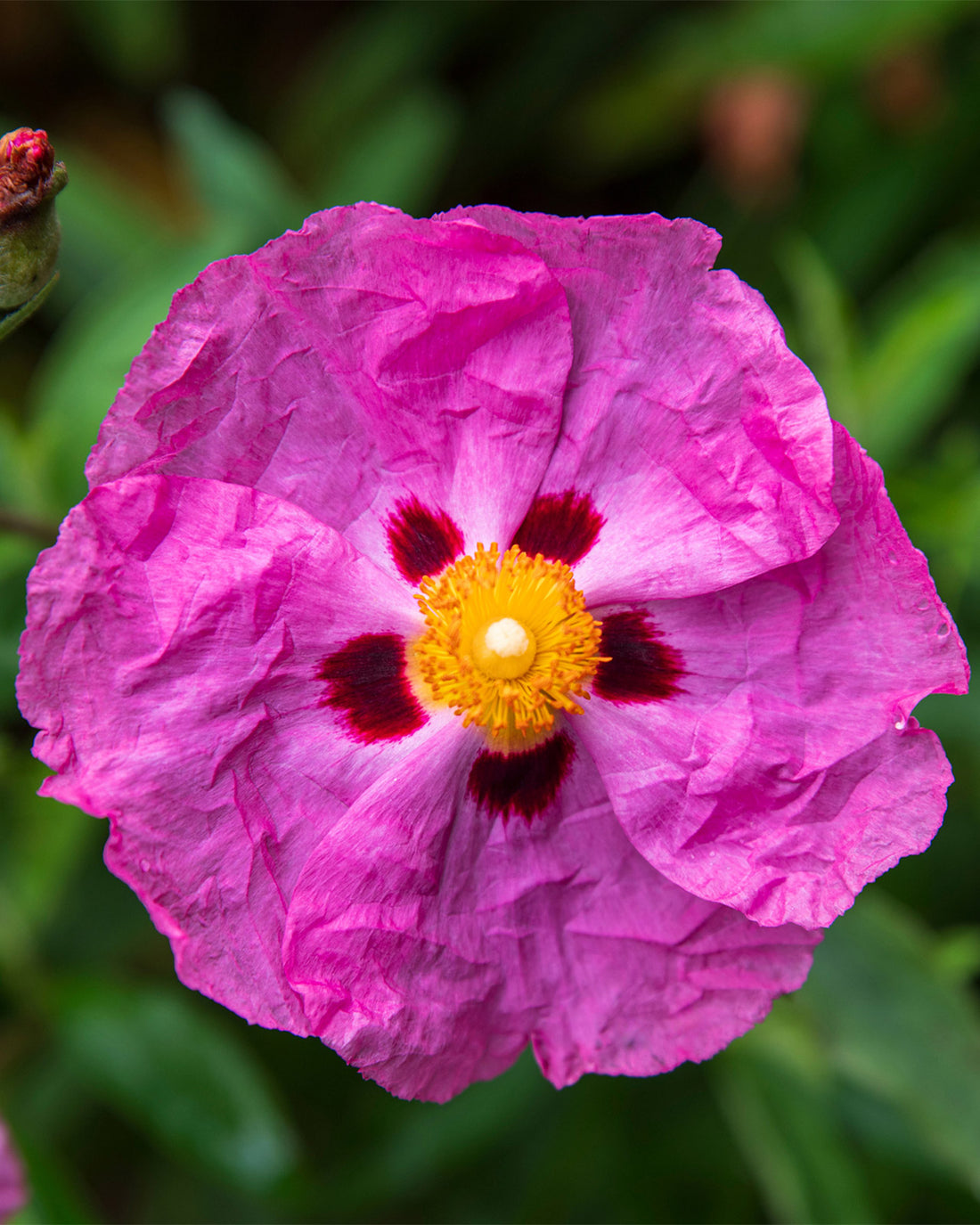 Cistus × purpureus