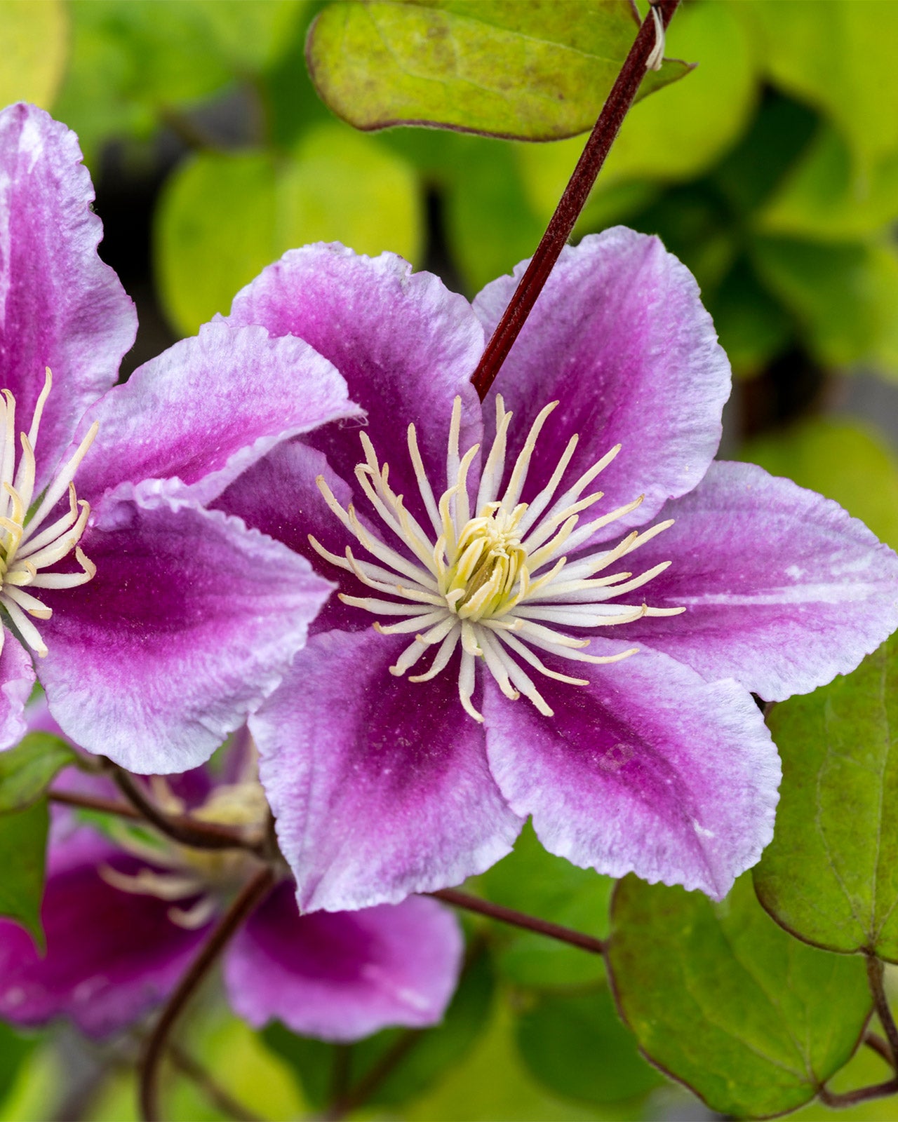 Clematis &
