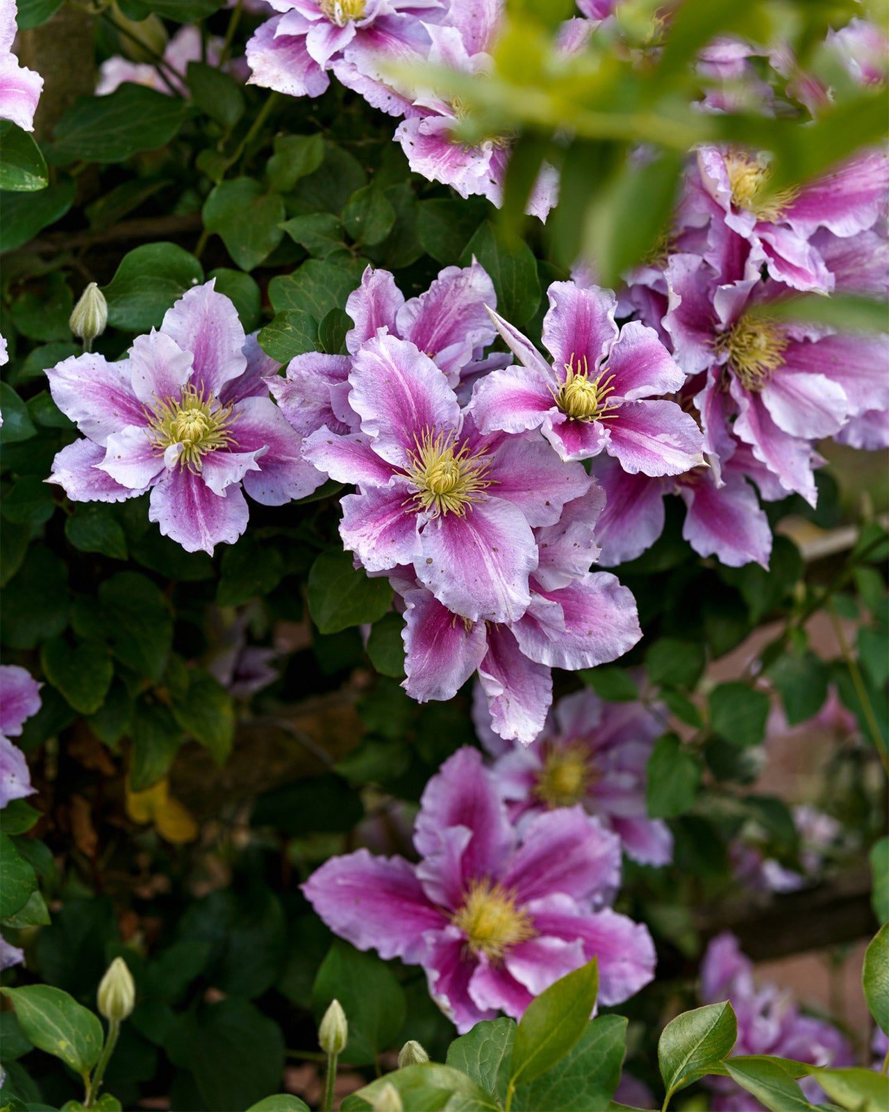 Clematis &