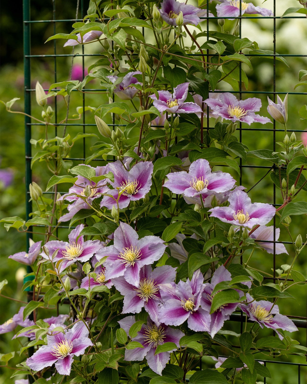 Clematis &