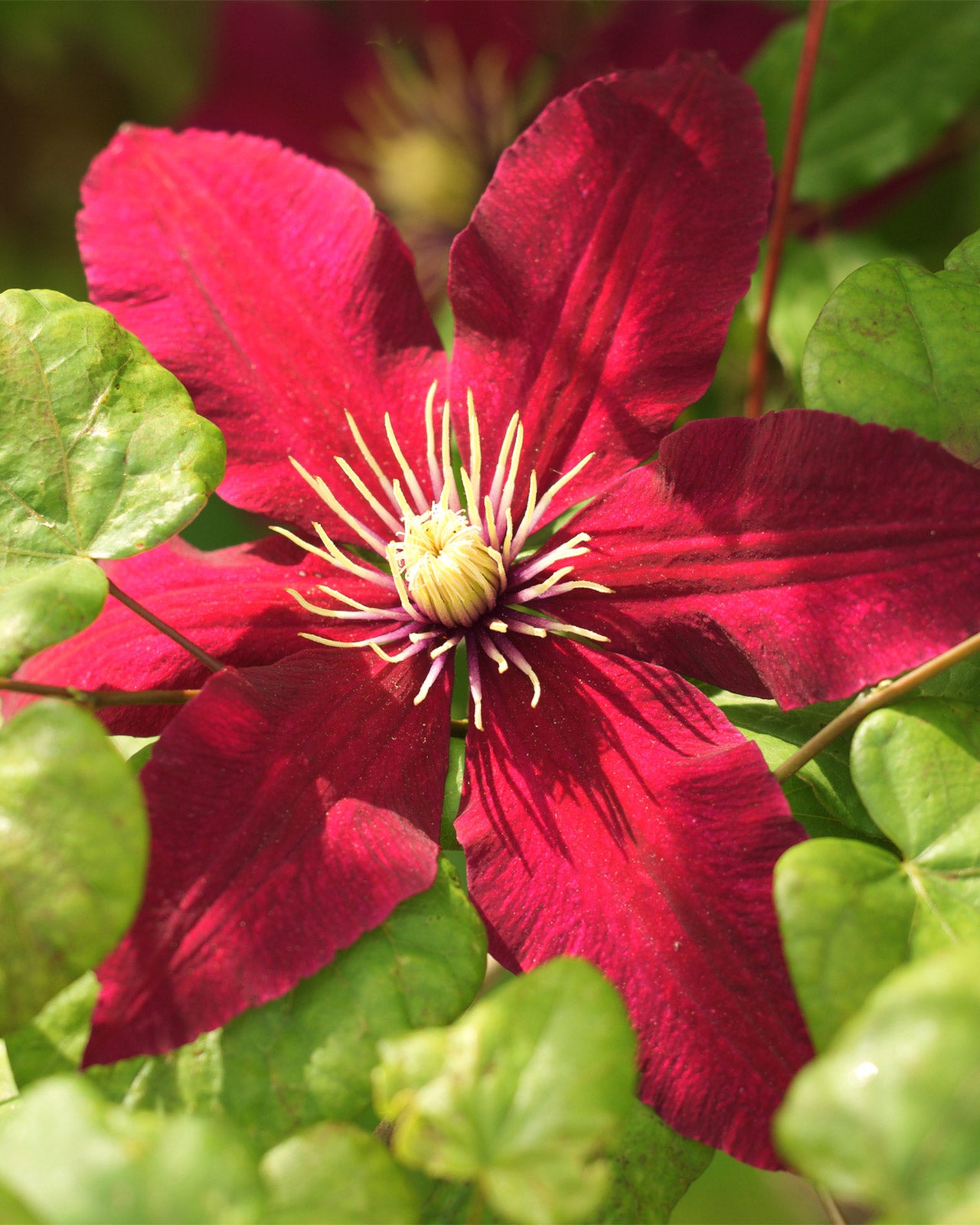Clematis &
