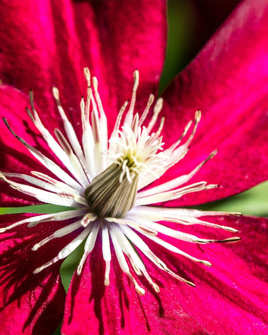 Clematis &