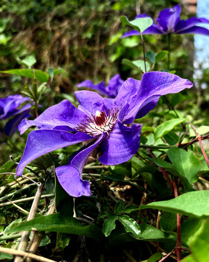 Clematis &