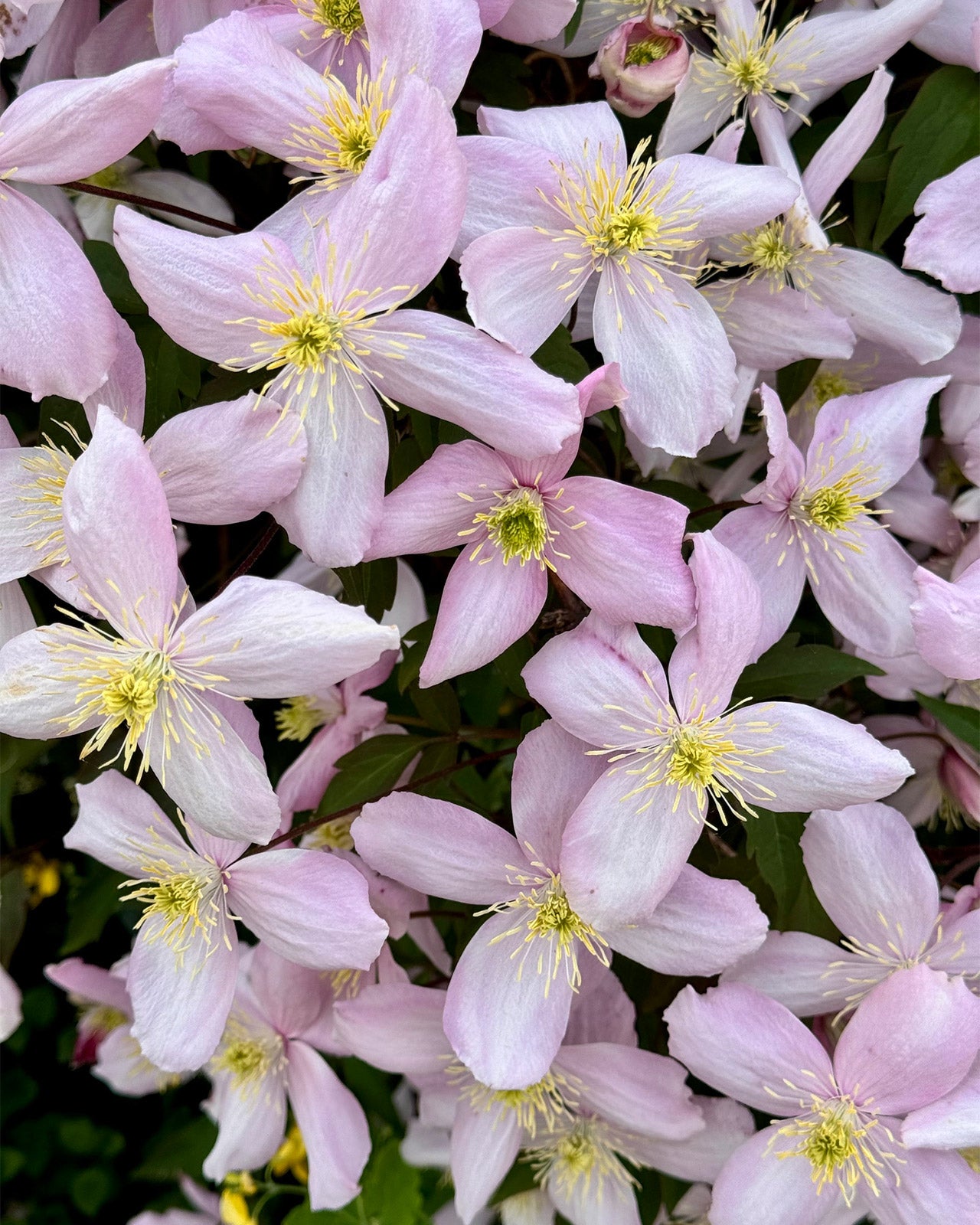 Clematis &