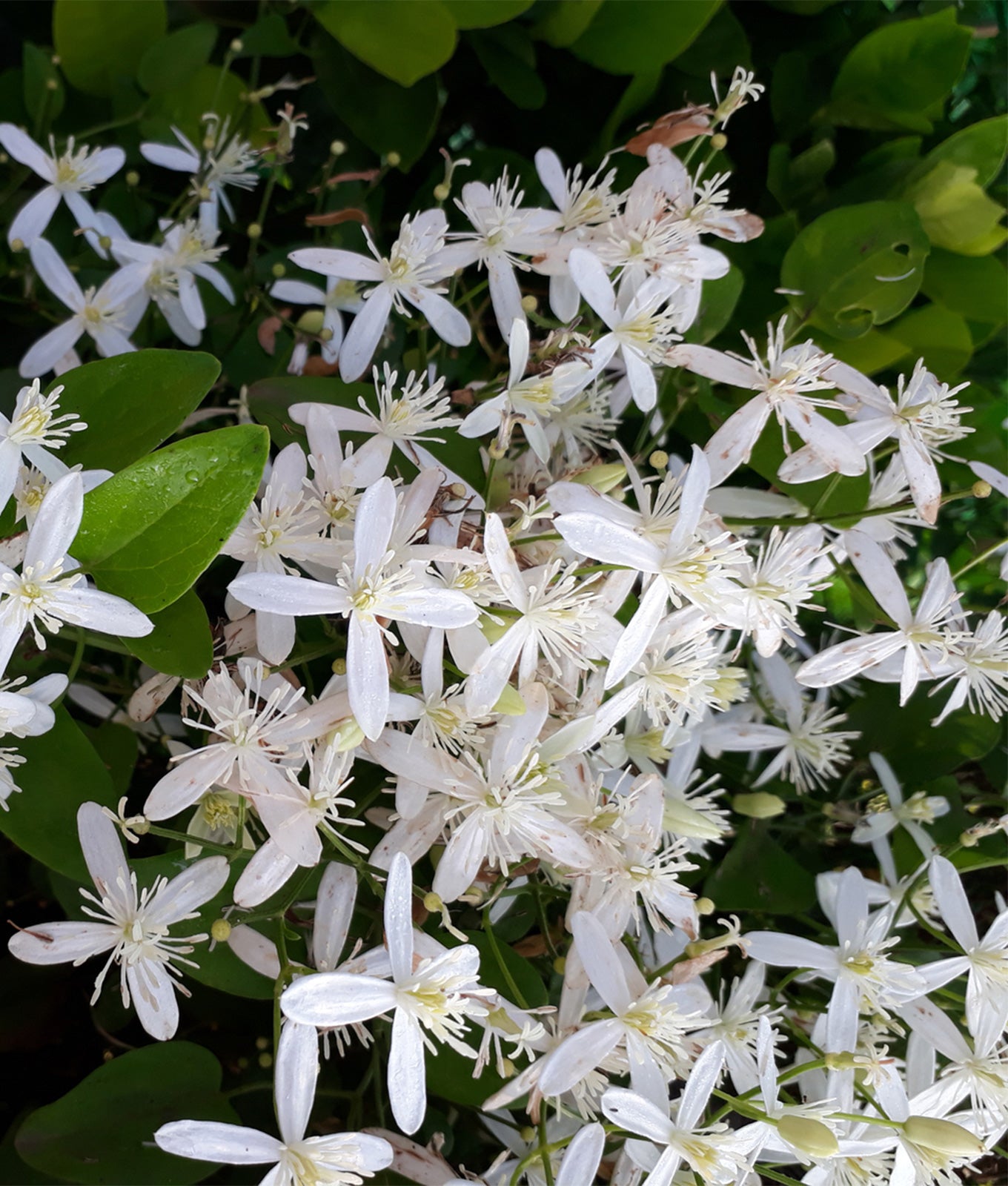 Clematis armandii 3L
