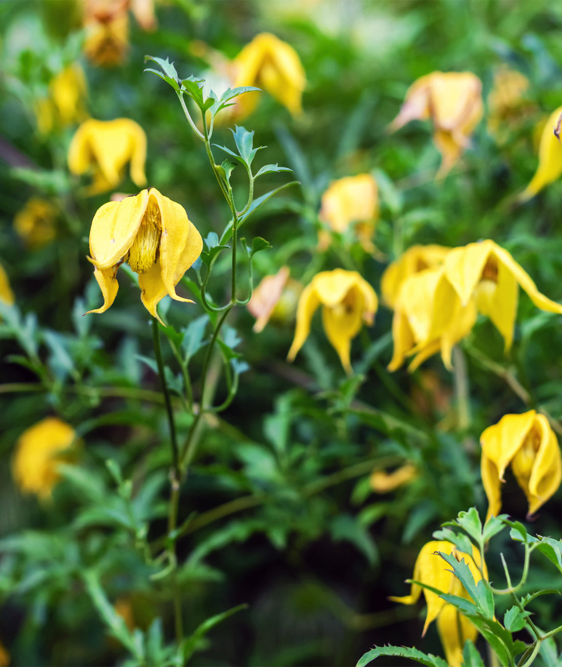 Clematis tangutica &