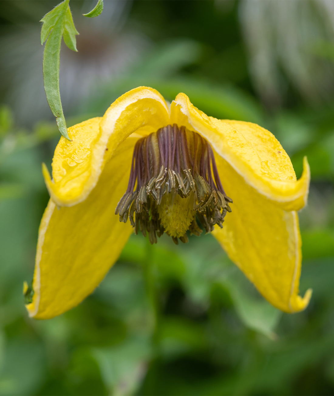 Clematis tangutica &