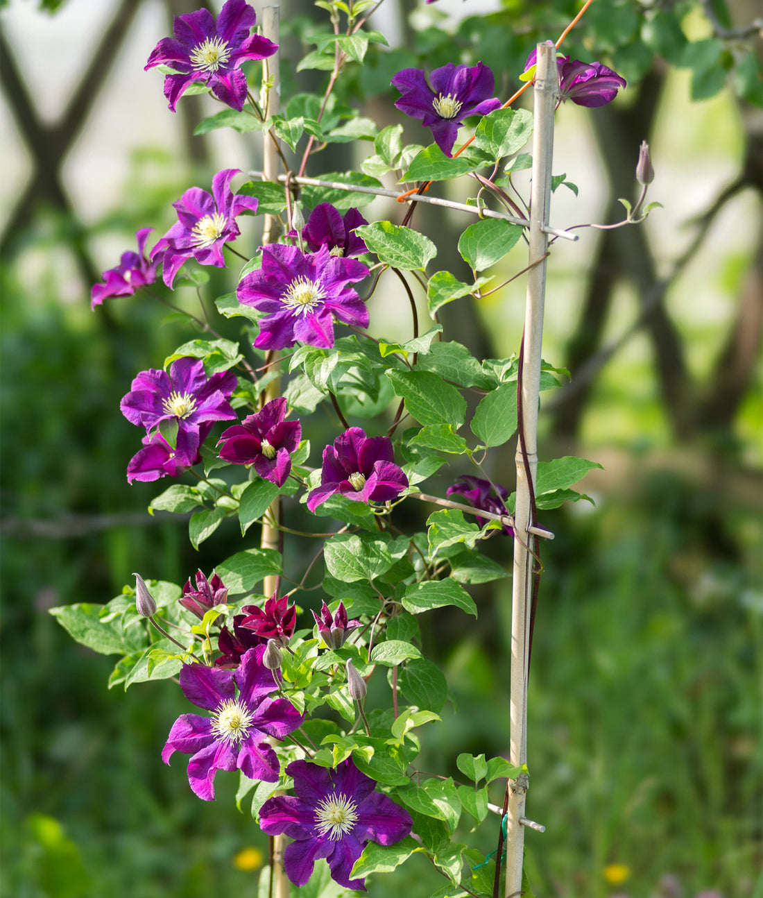 Clematis ‘Warsaw Nike’ 3L