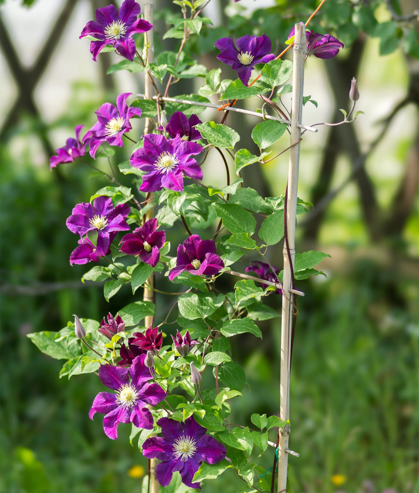 Clematis ‘Warsaw Nike’ 3L