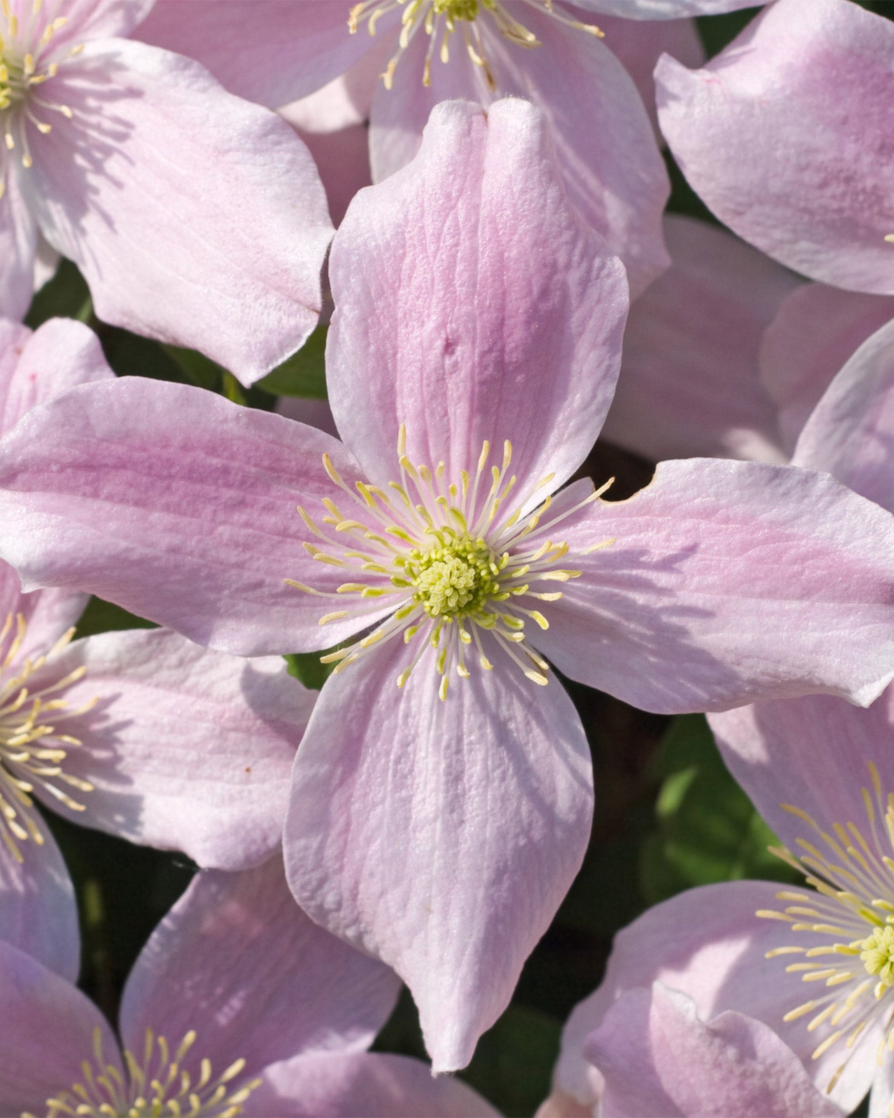 Clematis &