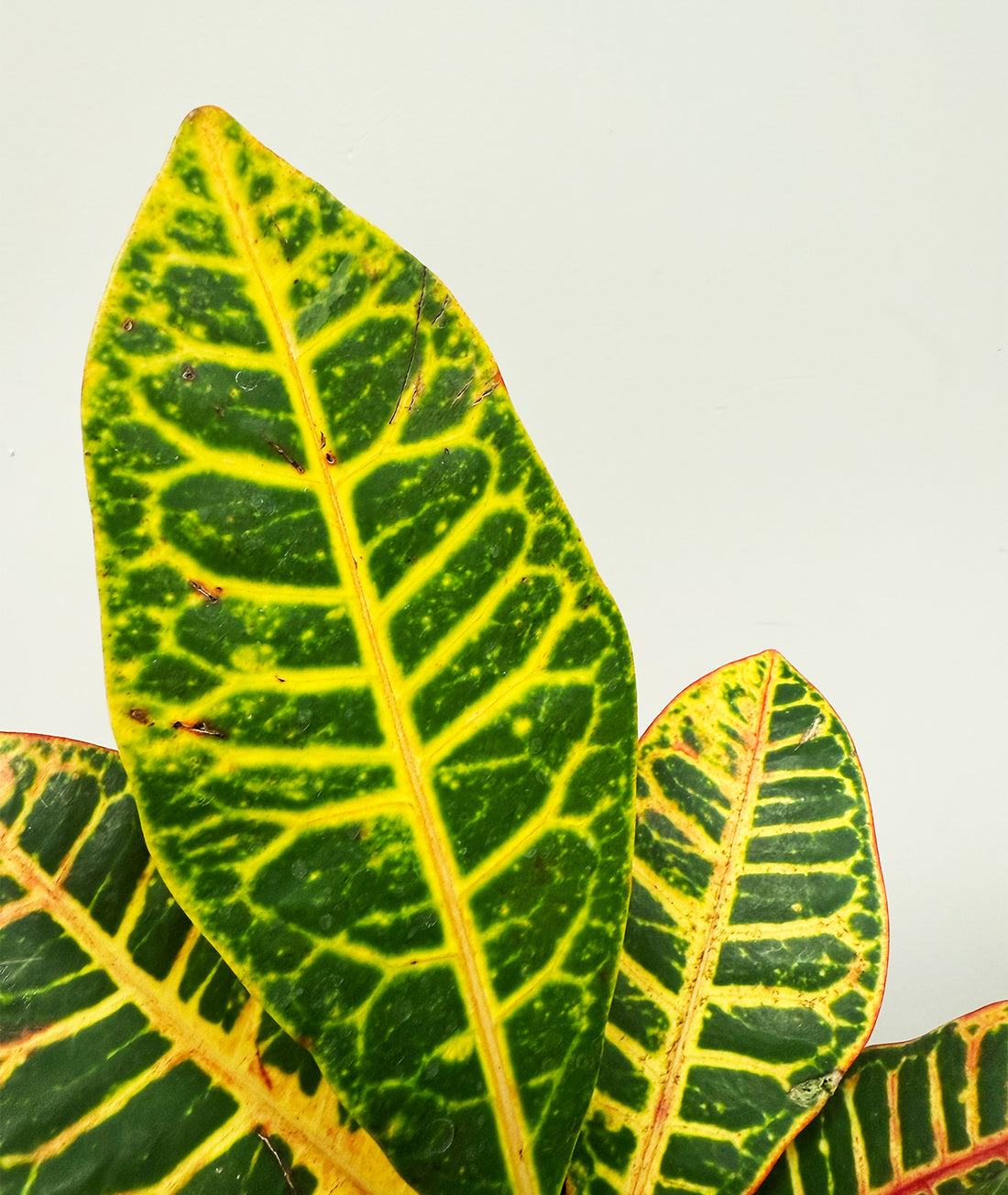Croton