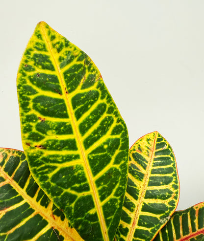 Croton
