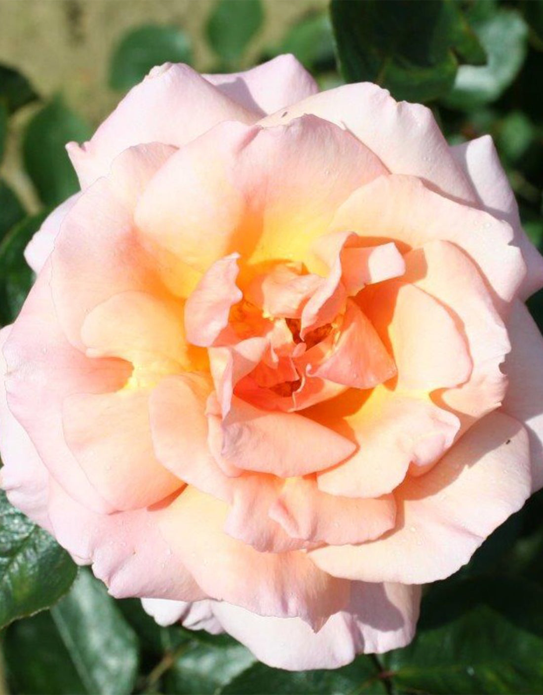 Rosa ‘Compassion’