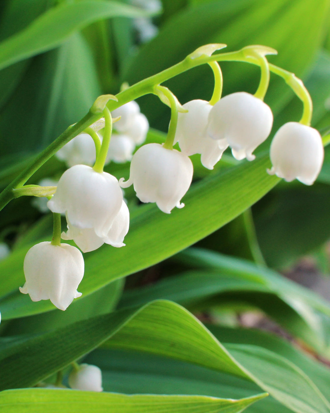 Convallaria majalis