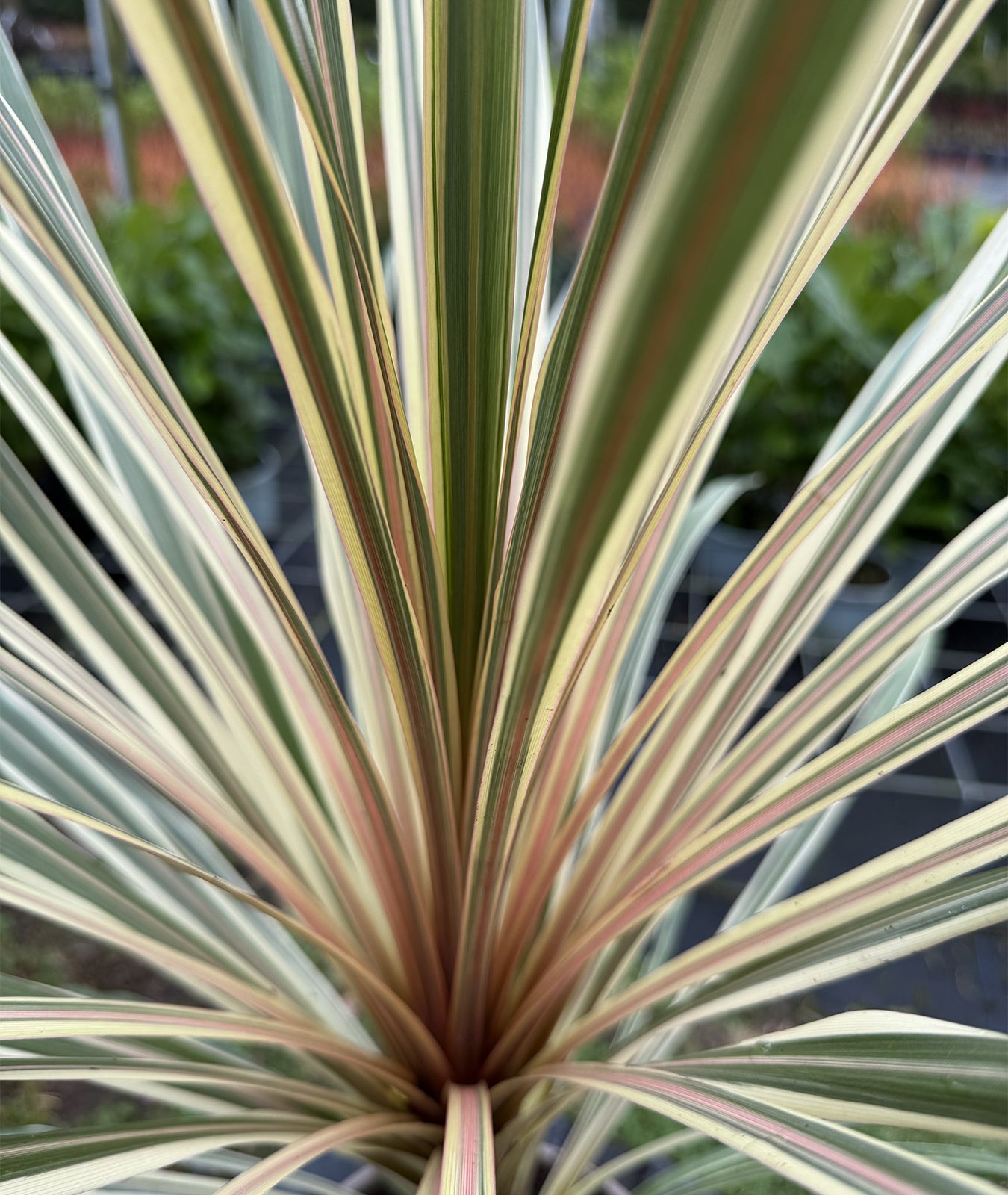 Cordyline australis &