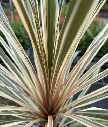 Cordyline australis &