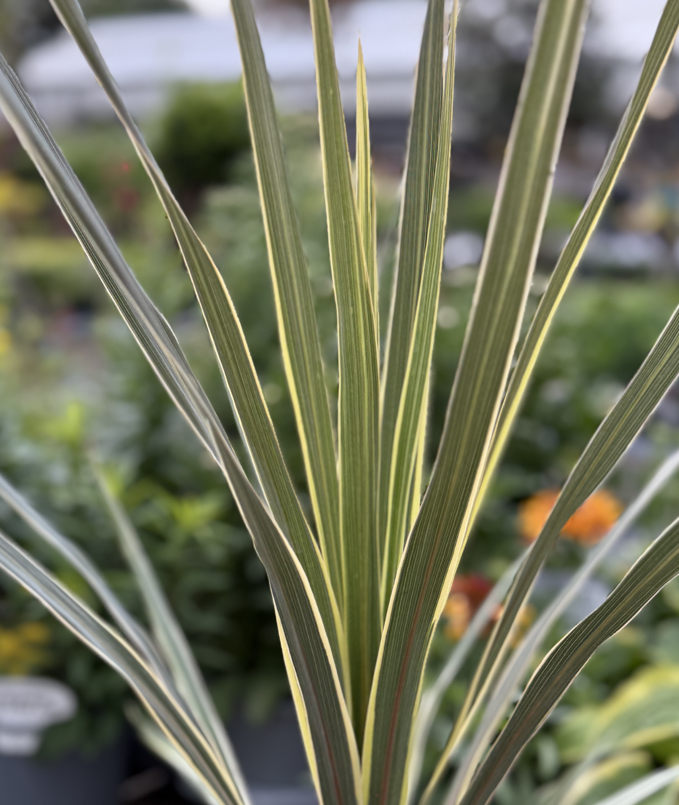 3 litre Cordyline australis &
