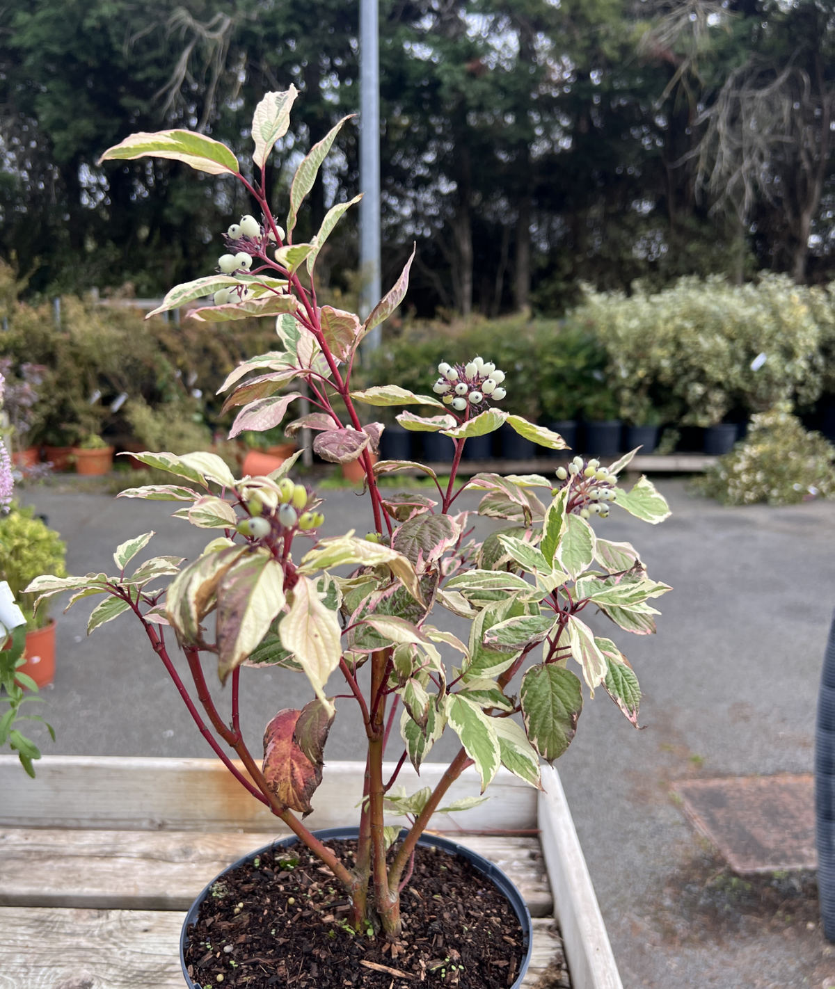 Cornus alba &