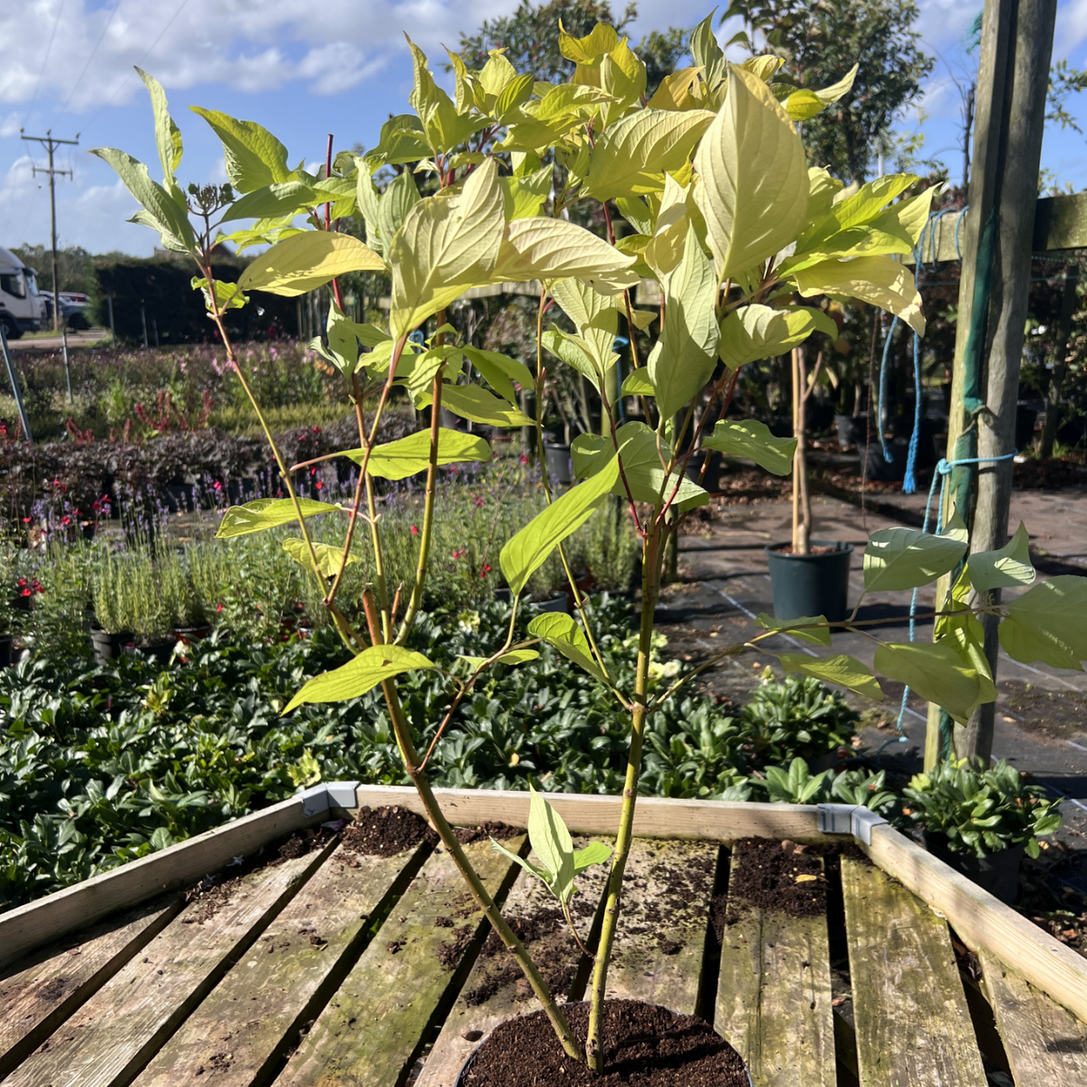 Cornus alba &