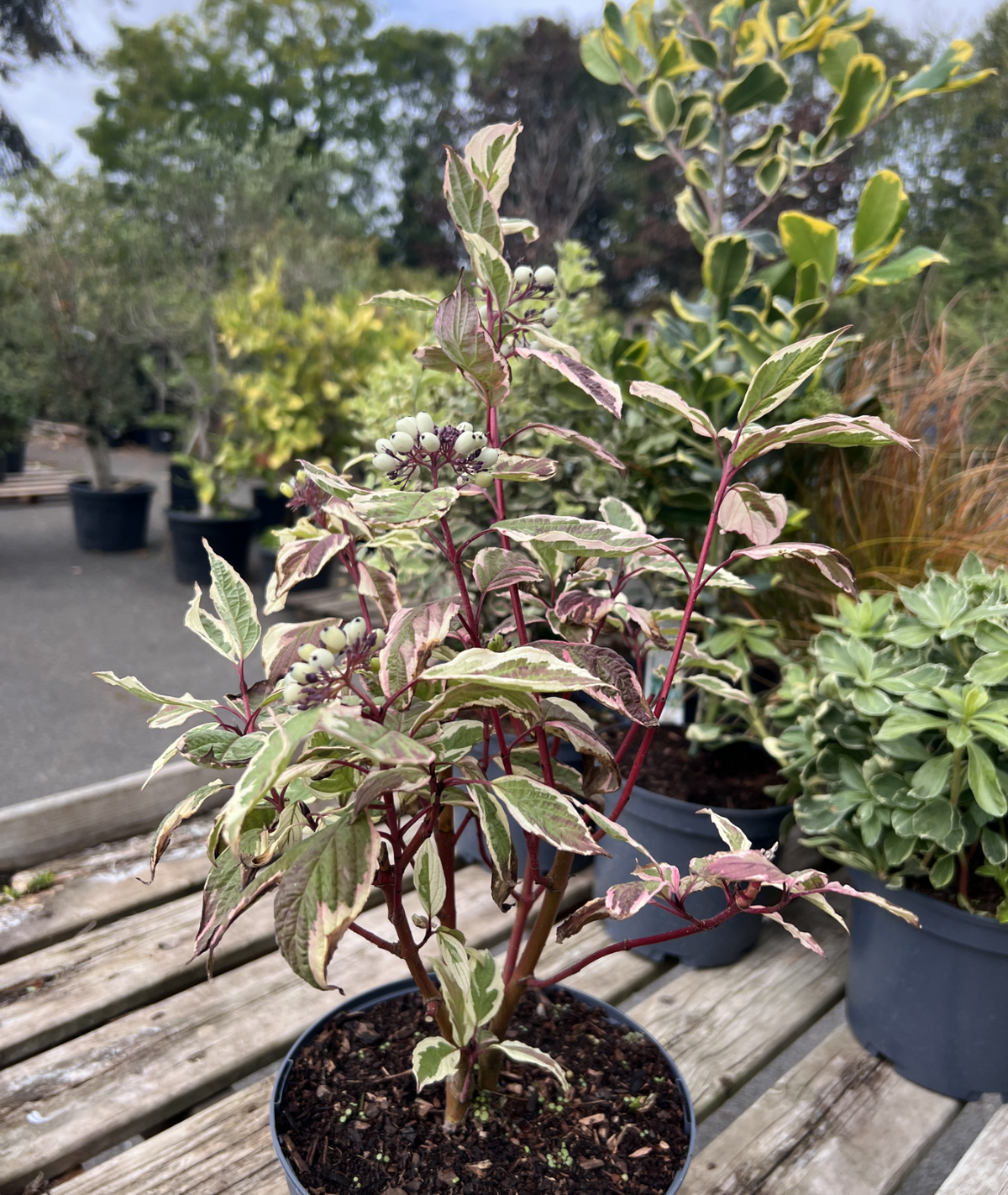 Cornus alba &