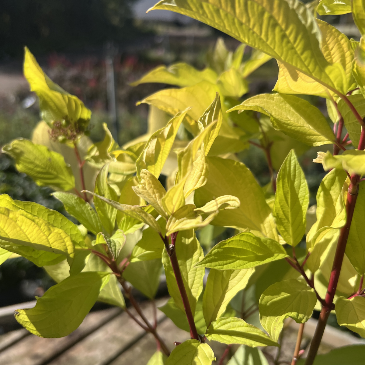 Cornus alba &