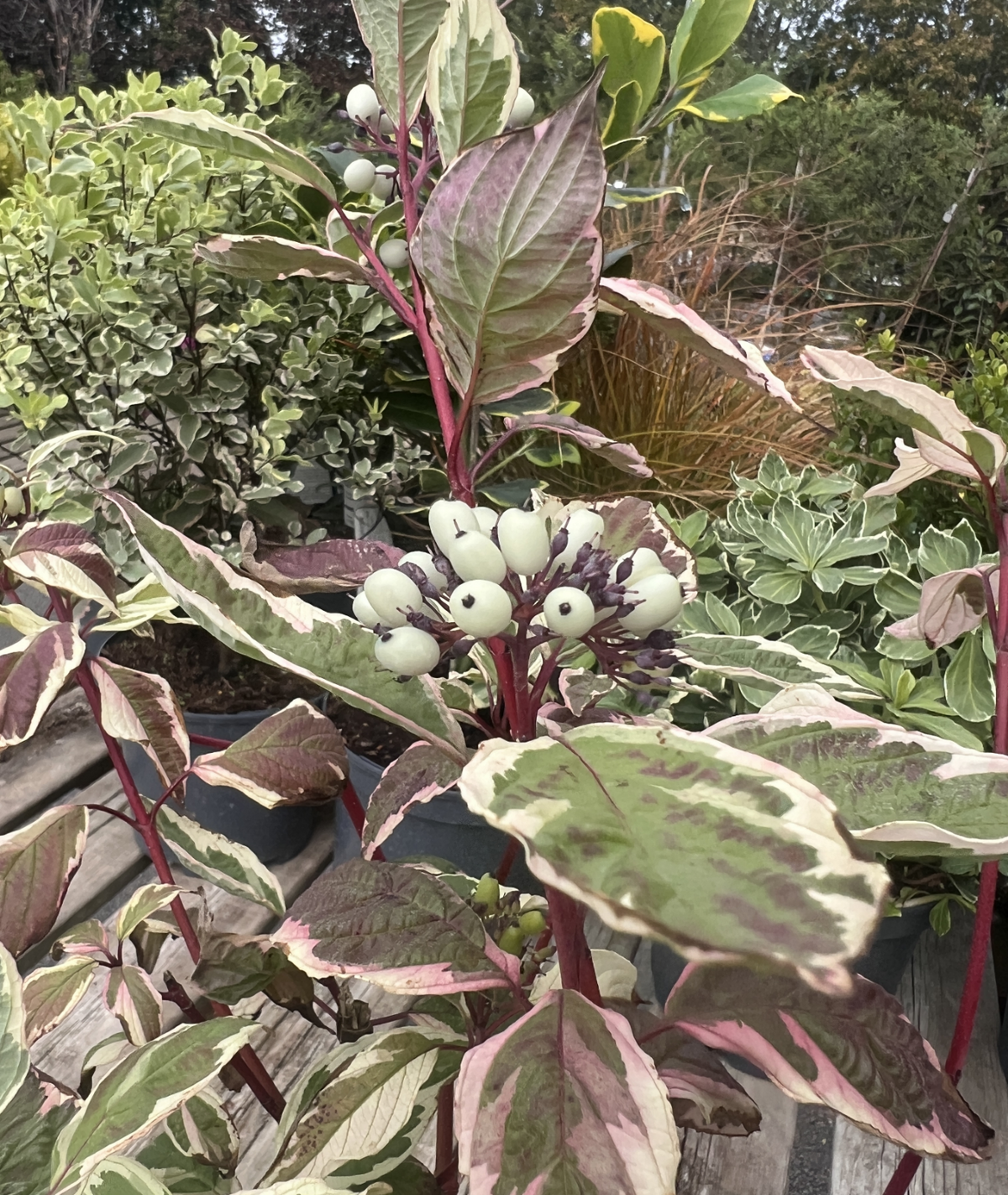 Cornus alba &