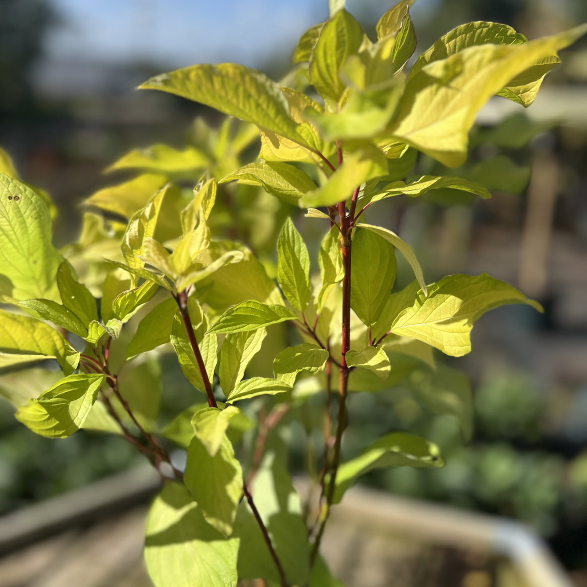 Cornus alba &