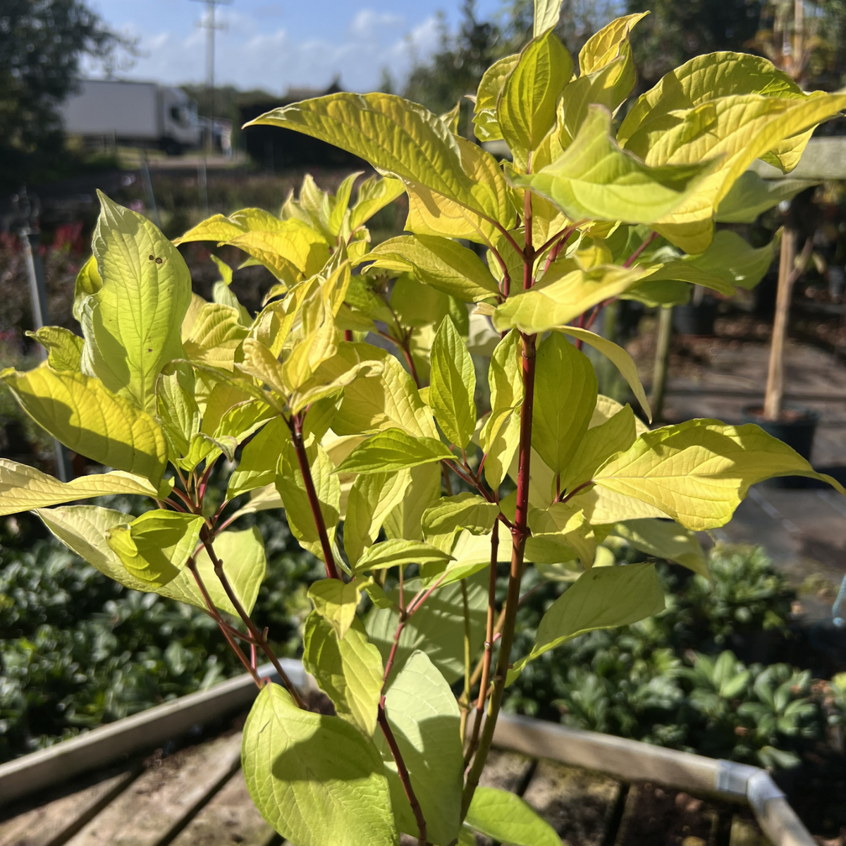 Cornus alba &