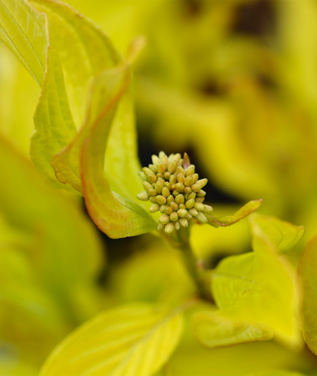 Cornus alba &