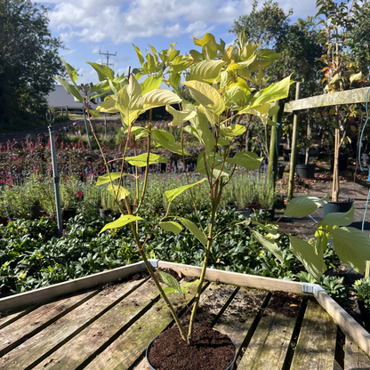 Cornus alba &