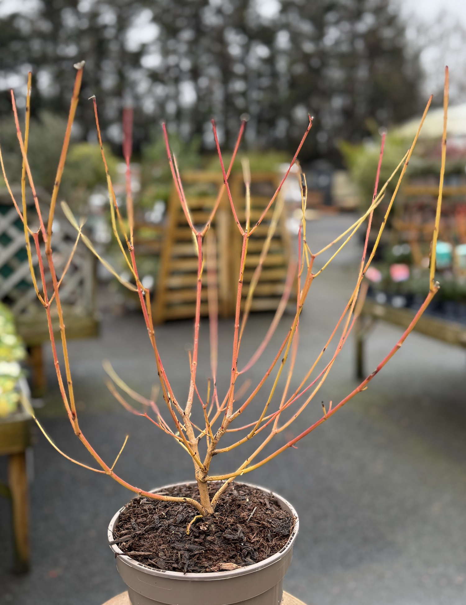 Cornus sanguinea ‘Midwinter Fire’