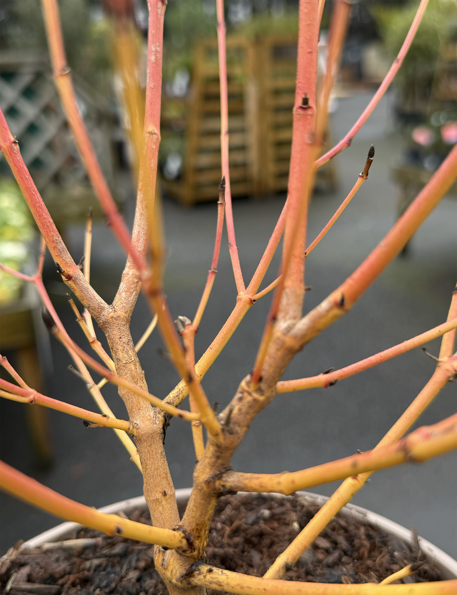 Cornus sanguinea ‘Midwinter Fire’