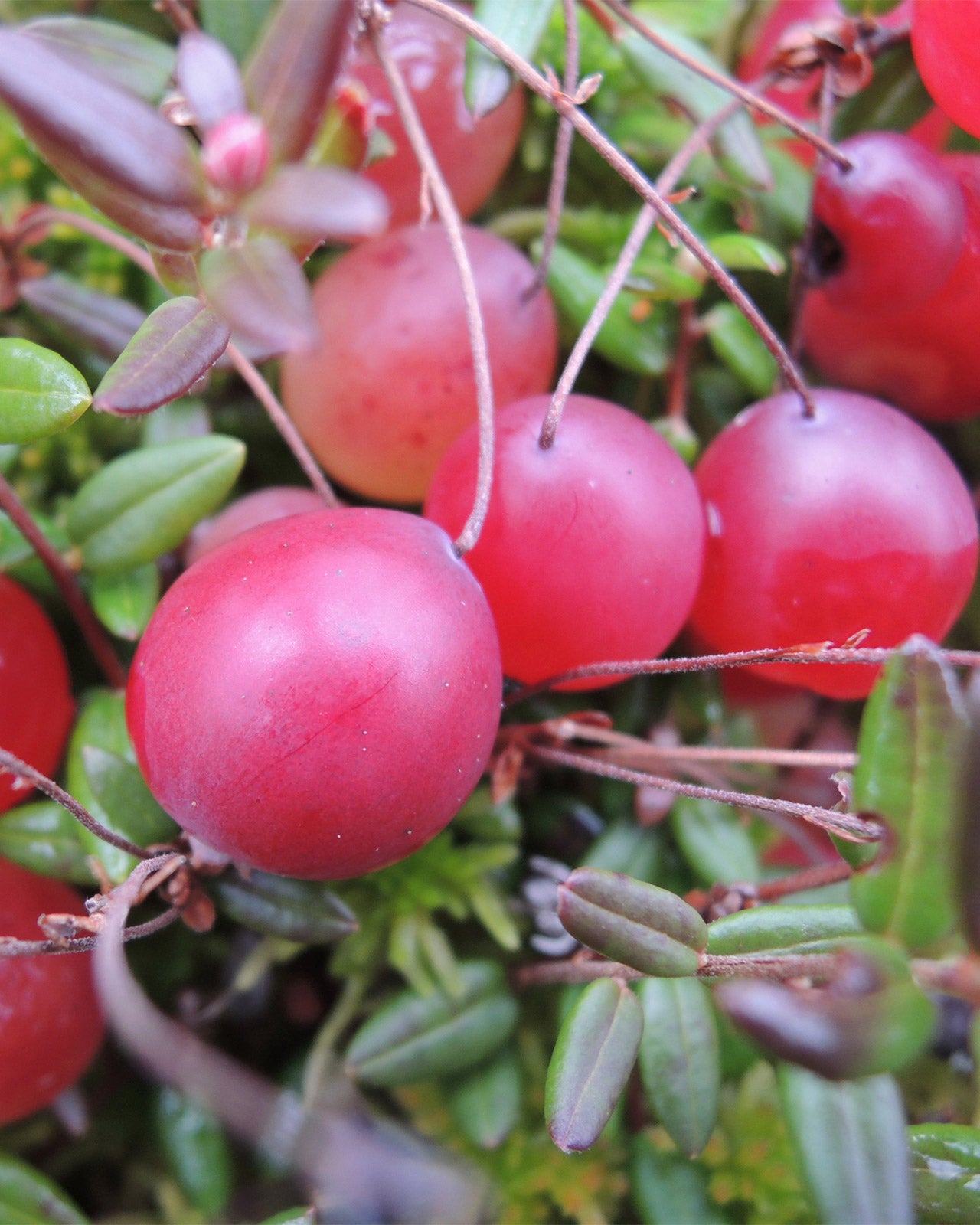 Cranberry Pilgrim