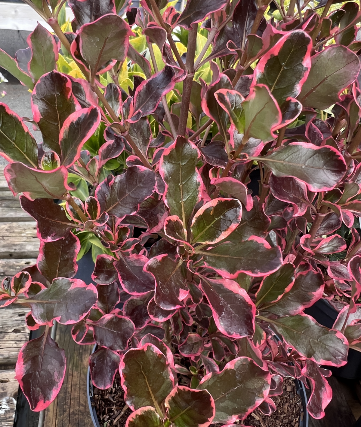 Coprosma &