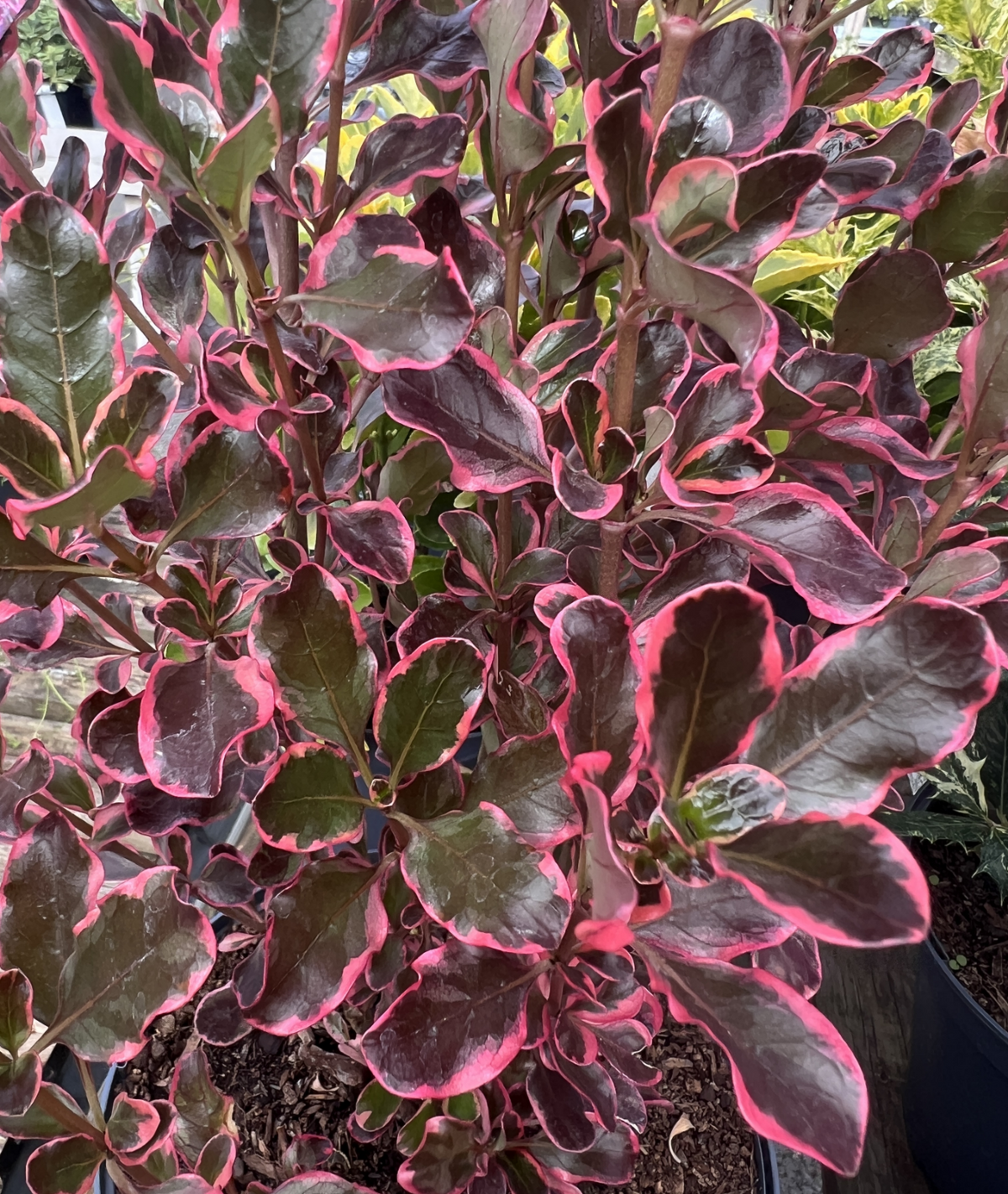 Coprosma &