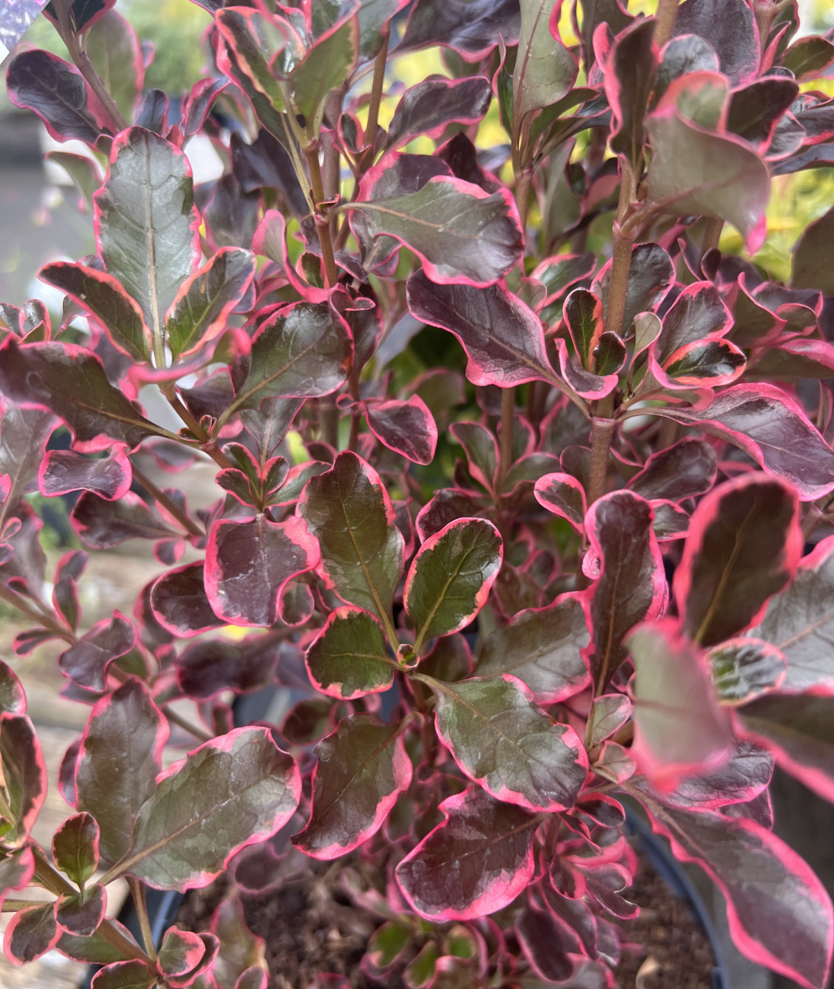 Coprosma &