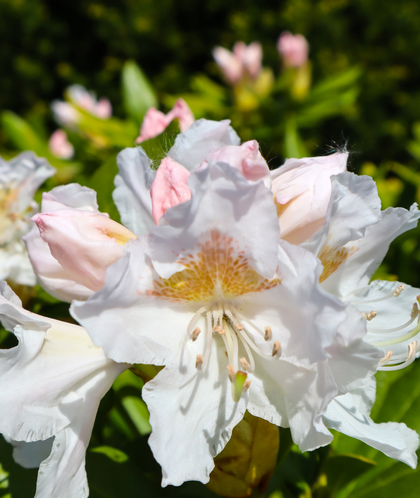 Rhododendron &