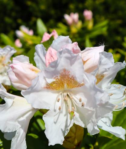 Rhododendron &