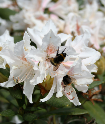 Rhododendron &