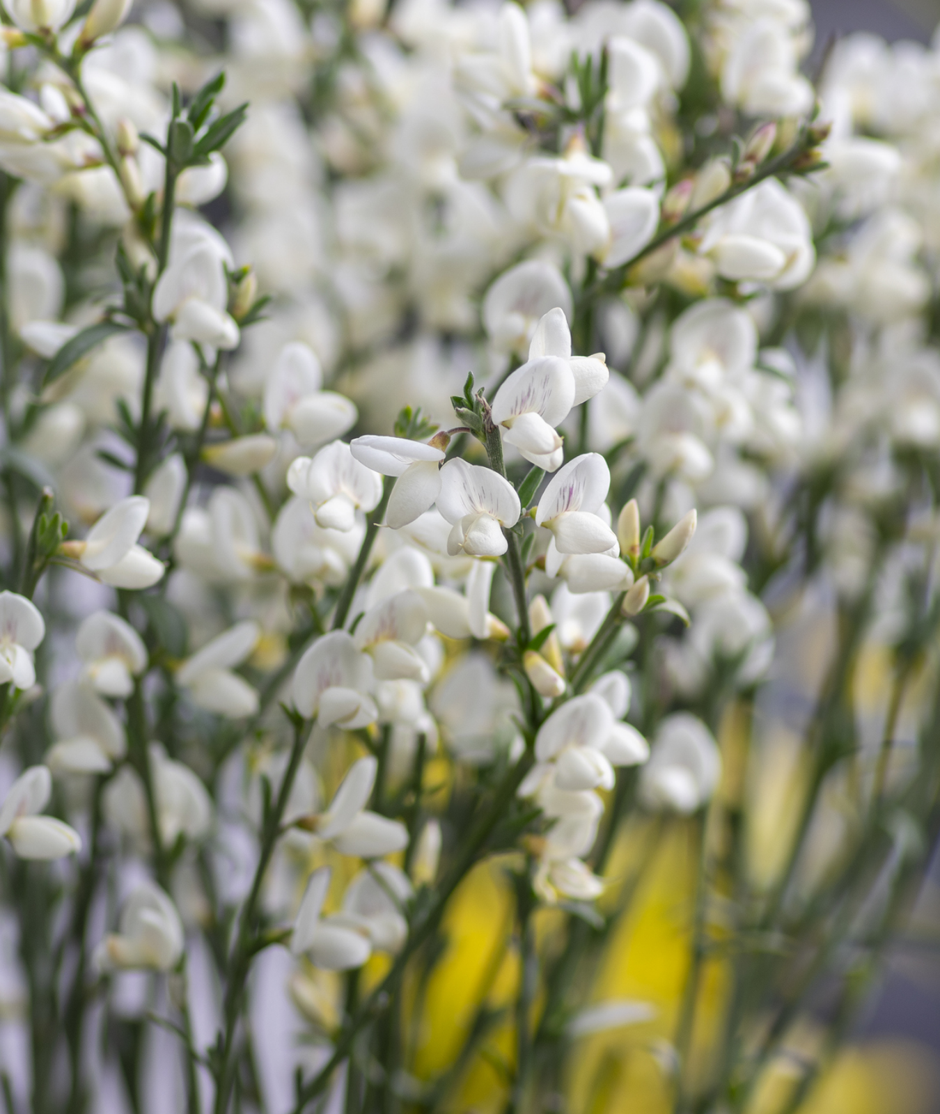 Cytisus &