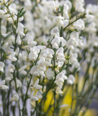 Cytisus &