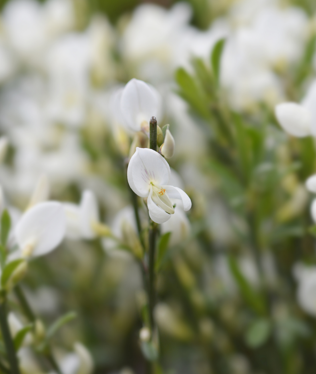 Cytisus &