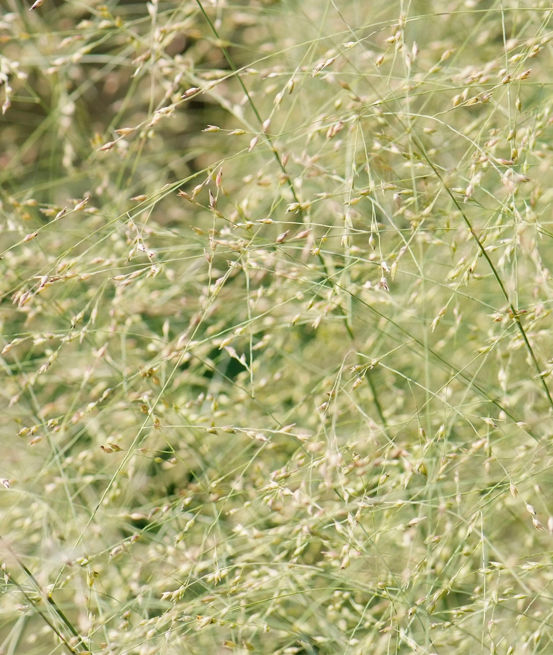 Deschampsia cespitosa &
