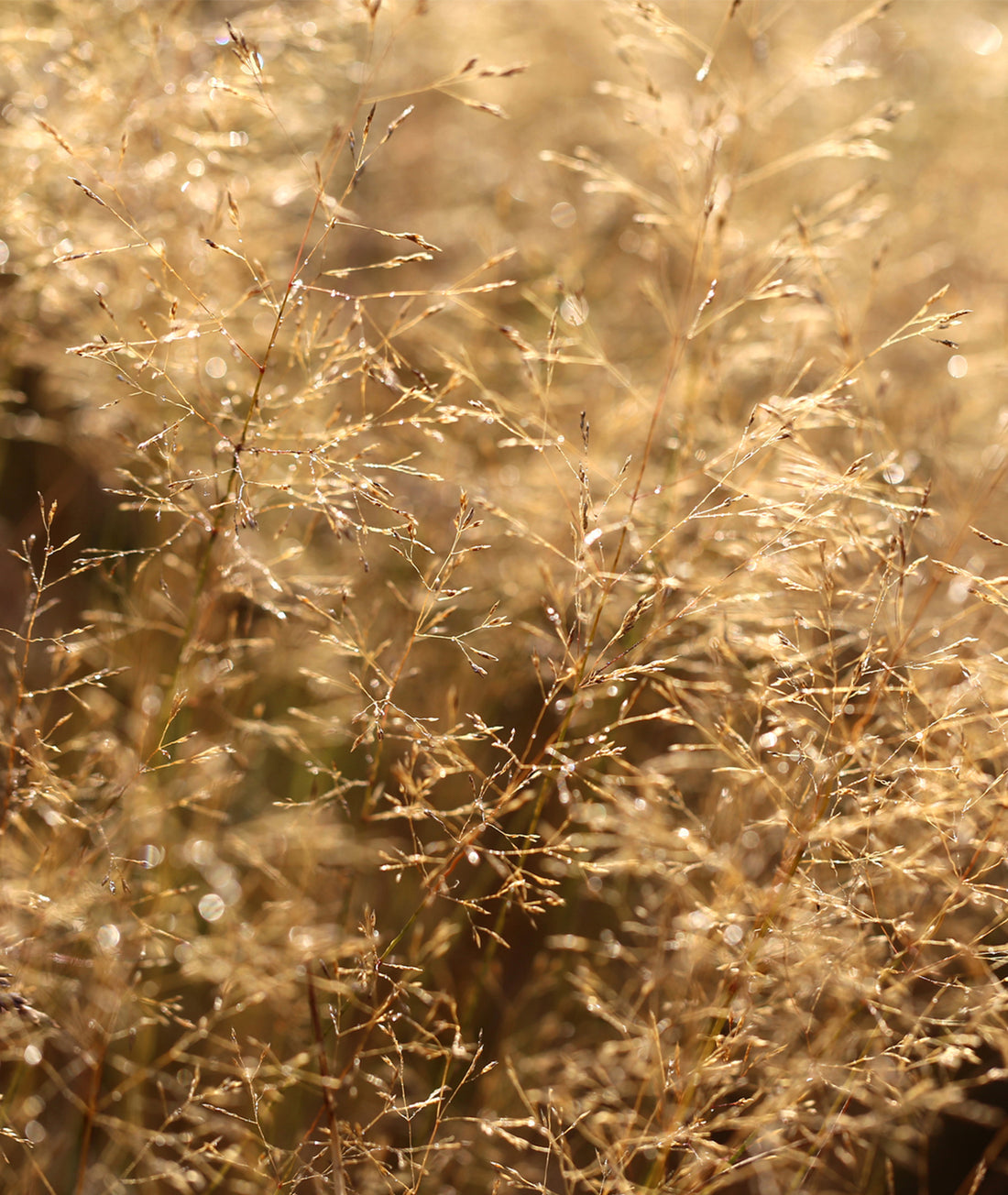 Deschampsia cespitosa &