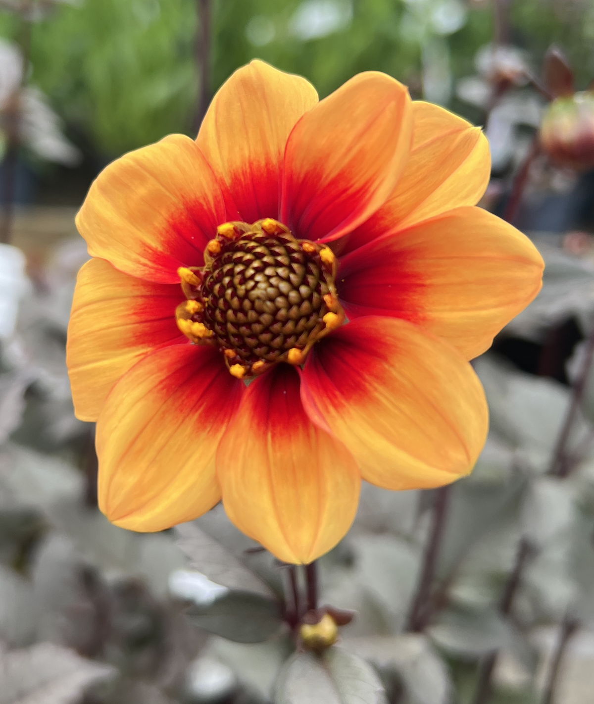 Dahlia &