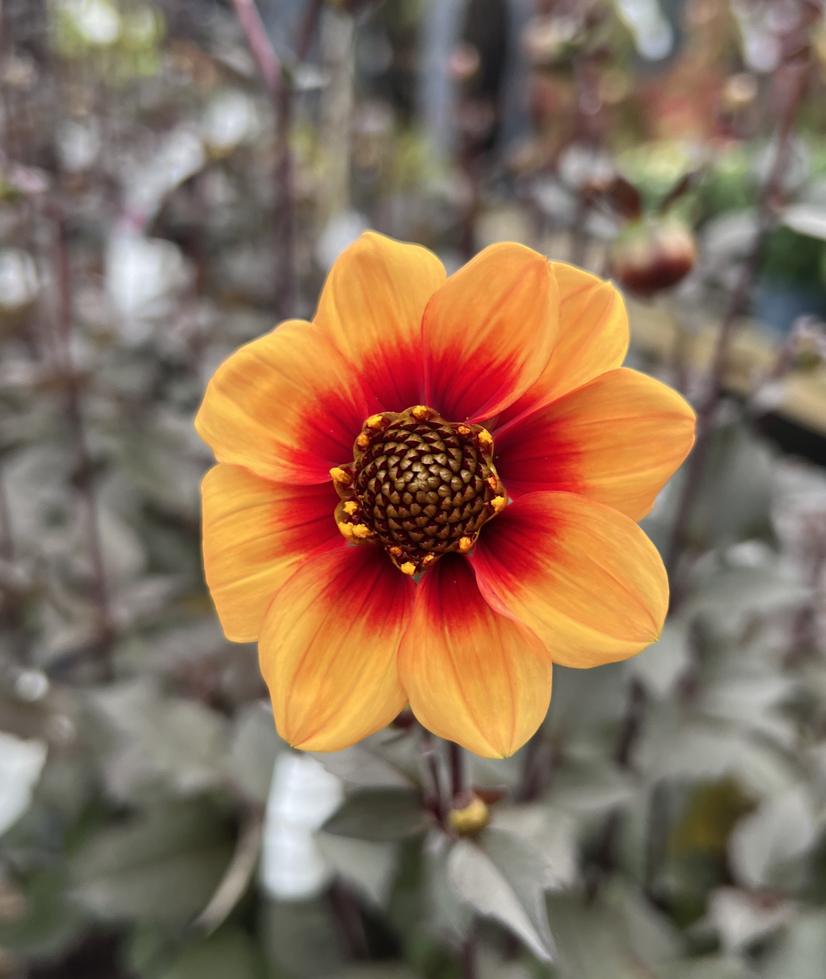 Dahlia &