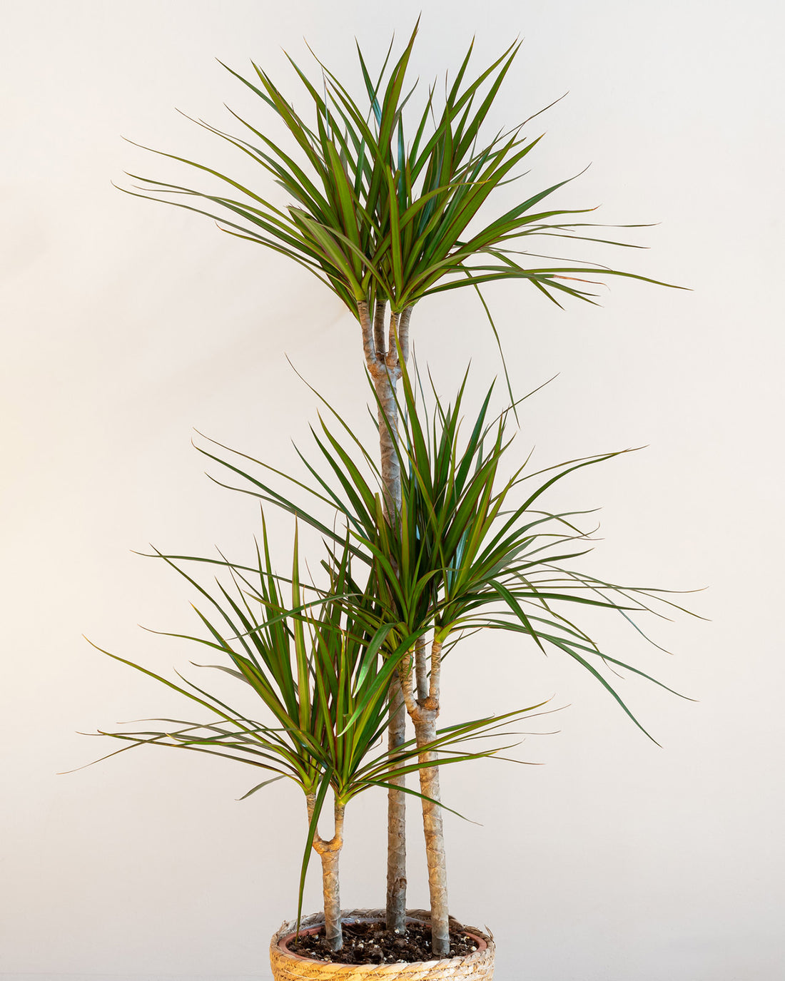 Dracaena marginata