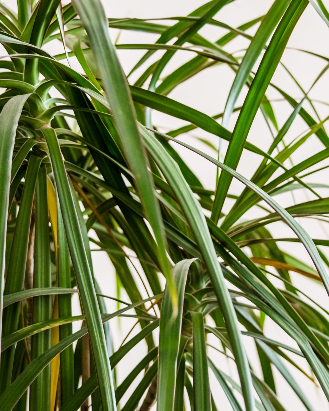 Dracaena marginata