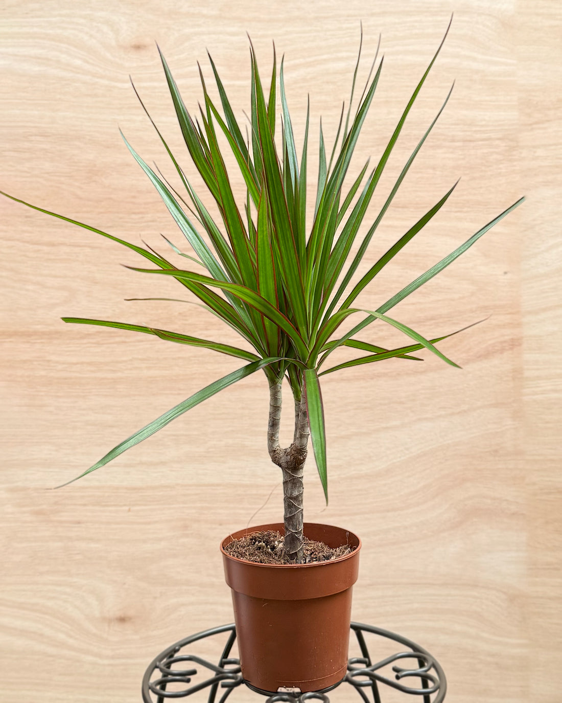 Dragon Tree